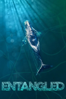 Entangled Trailer