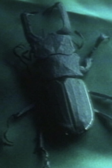 Entomologist Trailer