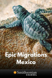 Epic Animal Migrations: Mexico Trailer