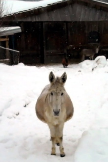 Esel mit Schnee Trailer