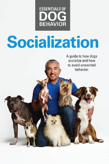 Essentials of Dog Behavior: Socialization Trailer