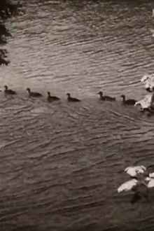 Ethologie der Graugans Trailer