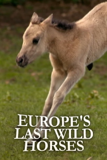 Europe's Last Wild Horses Trailer