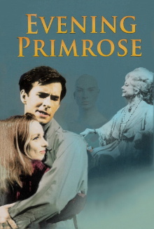 Evening Primrose Trailer