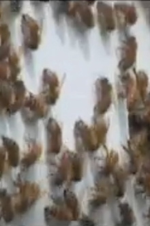 Every Third Bite Trailer