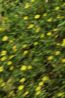eye see flowers spinning Trailer