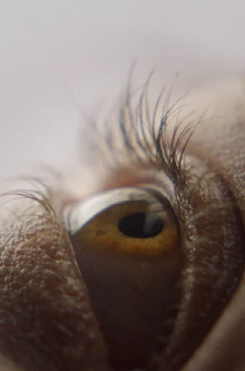 Eyelash Trailer