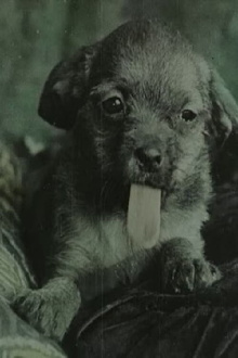 Family of Puppies Trailer