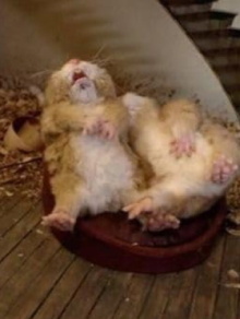Fat Hamster Trailer