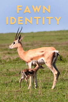 Fawn Identity Trailer