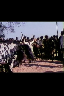 Feast of the Sacred Ox Trailer