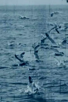 Feeding Seagulls off the Irish Coast Trailer
