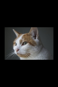 Felis Catus Trailer