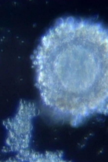Fertilization in Video Trailer