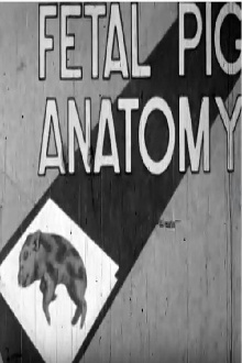 Fetal Pig Anatomy Trailer
