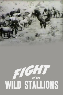 Fight of the Wild Stallions Trailer
