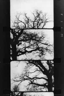Finestra davanti ad un albero Trailer
