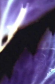 finger petals Trailer