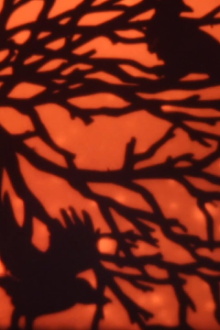 Fire Fly EYE Trailer