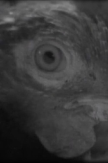Fish Eye Trailer