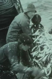 Fishing for Atlantic Herring Outside Aalesund 1914 Trailer
