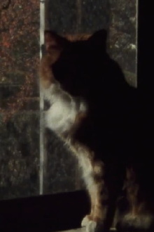 Five Year Diary, Reel 5: Mourning (January 23–30, 1982) Trailer