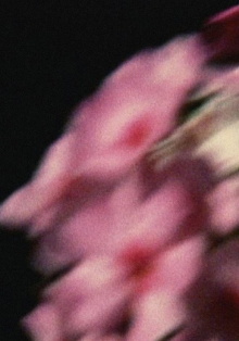 Five Year Diary, Reel 80: Emily Died (May 14–September 26, 1994) Trailer