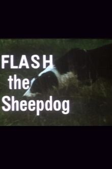 Flash the Sheepdog Trailer