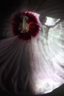 Fleur Trailer