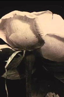 Fleurs des champs Trailer