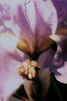 Fleurs sans titre Trailer