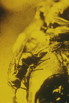 Flies: A Scientific Film Trailer