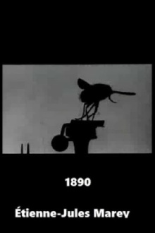 Flight of the Large Blue Fly Trailer