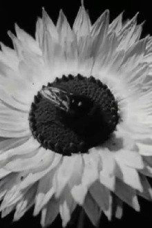 Floral Co-operative Societies Trailer