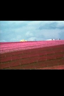 Flower Fields Trailer