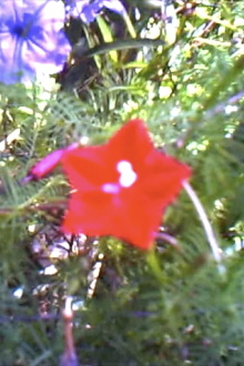 Flowers & Banana Wind Trailer