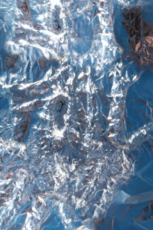 FOIL Trailer