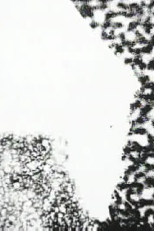 Following the Line of the Web Trailer