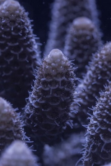 For the Love of Corals Trailer
