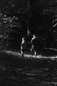 Forest Walk Trailer