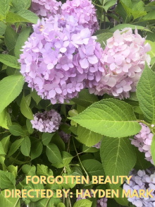 Forgotten Beauty Trailer