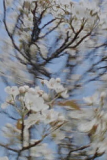 Four seasons bouquet Trailer