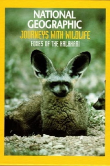 Foxes of the Kalahari Trailer