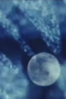 From the Ionosphere Trailer
