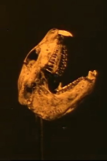 From the Womb of the Earth Trailer