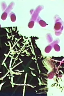 Frottage/Dommage/Fromage 2 Vous Trailer
