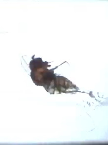 Fruit Flies Trailer