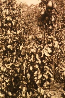 Fruit Harvest in the Netherlands Trailer