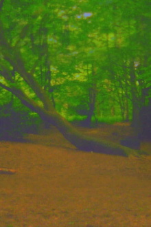 Fuck Tree Trailer