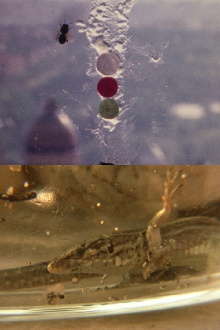 Fuegos Artificiales Foco Proyector apto. Con Burbana avispa bombilla filamento Poti Trailer